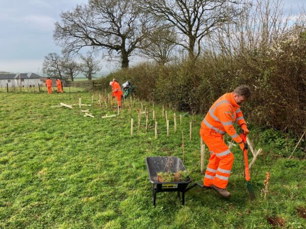 Men planting trees