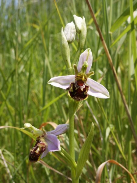 Wildlife Chinnor quarry