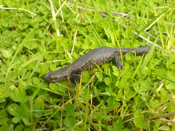 great crested newt